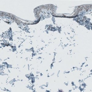 Anti-CERS3 antibody produced in rabbit 