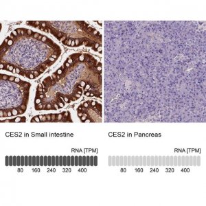 Anti-CES2 antibody produced in rabbit 