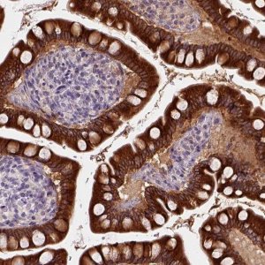Anti-CES2 antibody produced in rabbit 