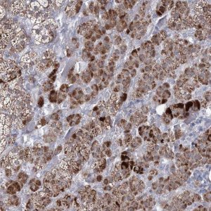 Anti-CES4A antibody produced in rabbit 