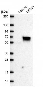 Anti-CES5A antibody produced in rabbit 