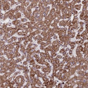 Anti-CES5A antibody produced in rabbit 