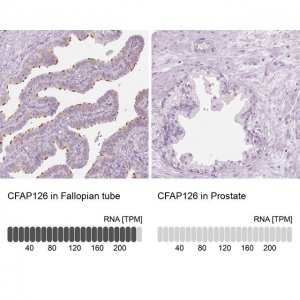 Anti-CFAP126 antibody produced in rabbit 