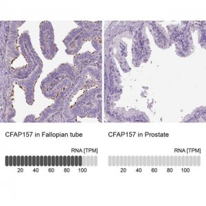 Anti-CFAP157 antibody produced in rabbit 