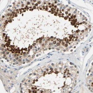 Anti-CFAP36 antibody produced in rabbit 