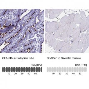 Anti-CFAP45 antibody produced in rabbit 