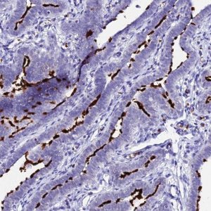Anti-CFAP45 antibody produced in rabbit 