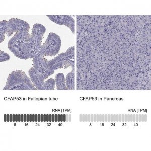 Anti-CFAP53 antibody produced in rabbit 