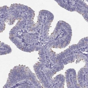 Anti-CFAP53 antibody produced in rabbit 