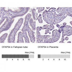 Anti-CFAP54 antibody produced in rabbit 