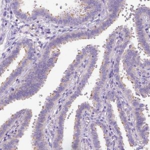 Anti-CFAP54 antibody produced in rabbit 