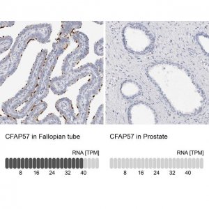 Anti-CFAP57 antibody produced in rabbit 