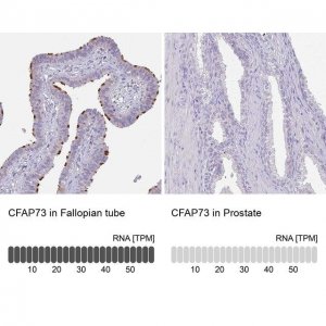 Anti-CFAP73 antibody produced in rabbit 
