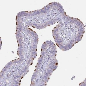 Anti-CFAP73 antibody produced in rabbit 