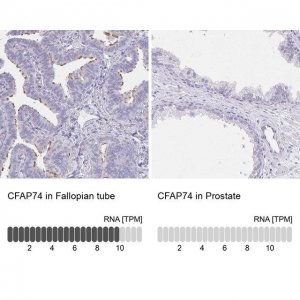 Anti-CFAP74 antibody produced in rabbit 