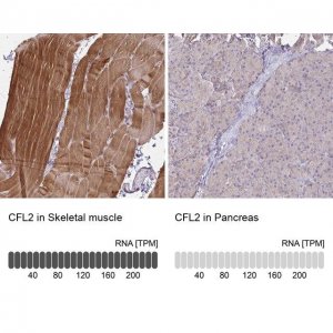 Anti-CFL2 antibody produced in rabbit HPA045599-100UL