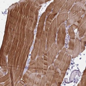 Anti-CFL2 antibody produced in rabbit HPA045599-100UL