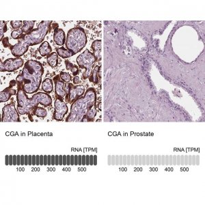 Anti-CGA antibody produced in rabbit 