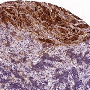 Anti-CGA antibody produced in rabbit 