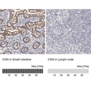 Anti-CGN antibody produced in rabbit 
