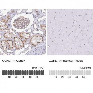 Anti-CGNL1 antibody produced in rabbit 