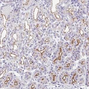 Anti-CGNL1 antibody produced in rabbit 