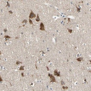 Anti-CGREF1 antibody produced in rabbit 