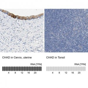 Anti-CHAD antibody produced in rabbit 
