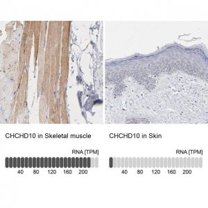 Anti-CHCHD10 antibody produced in rabbit 
