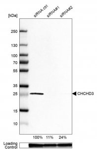 Anti-CHCHD3 antibody produced in rabbit 