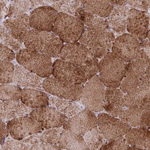 Anti-CHCHD3 antibody produced in rabbit 