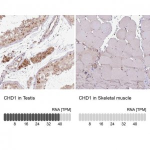Anti-CHD1 antibody produced in rabbit 