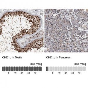 Anti-CHD1L antibody produced in rabbit 
