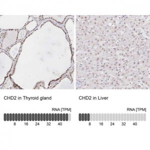 Anti-CHD2 antibody produced in rabbit 