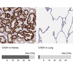 Anti-CHDH antibody produced in rabbit 