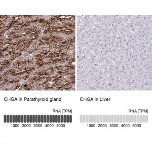 Anti-CHGA antibody produced in rabbit 