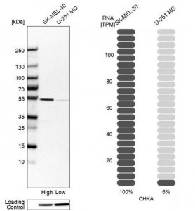Anti-CHKA antibody produced in rabbit 