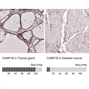 Anti-CHMP1B antibody produced in rabbit 