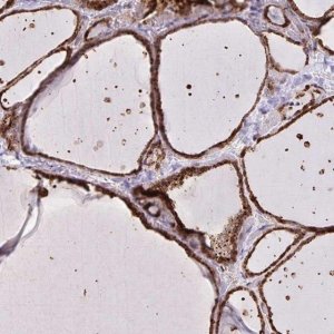Anti-CHMP1B antibody produced in rabbit 