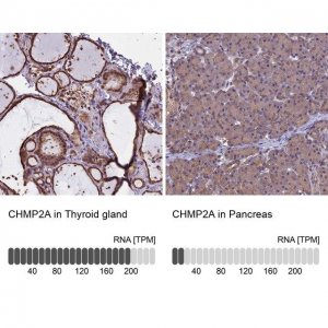 Anti-CHMP2A antibody produced in rabbit 