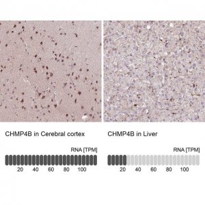 Anti-CHMP4B antibody produced in rabbit 