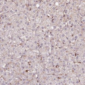 Anti-CHMP4B antibody produced in rabbit 