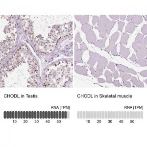 Anti-CHODL antibody produced in rabbit 