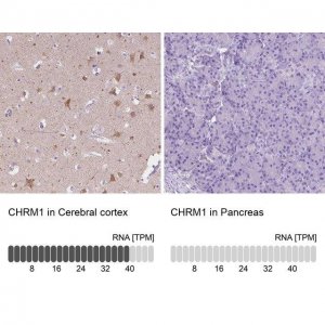 Anti-CHRM1 antibody produced in rabbit 