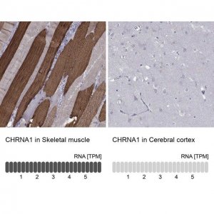 Anti-CHRNA1 antibody produced in rabbit 