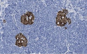 Anti-Chromogranin A Antibody, clone 5F23 ZooMAb Rabbit Monoclonal 