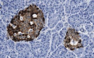 Anti-Chromogranin A Antibody, clone 5F23 ZooMAb Rabbit Monoclonal 