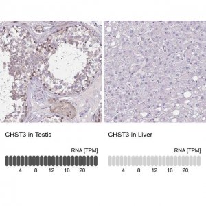 Anti-CHST3 antibody produced in rabbit 