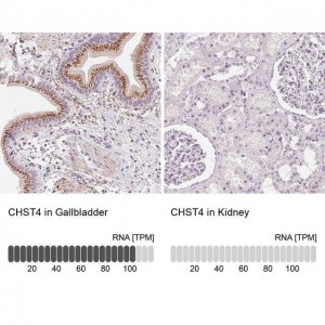 Anti-CHST4 antibody produced in rabbit 