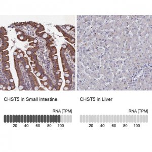 Anti-CHST5 antibody produced in rabbit 